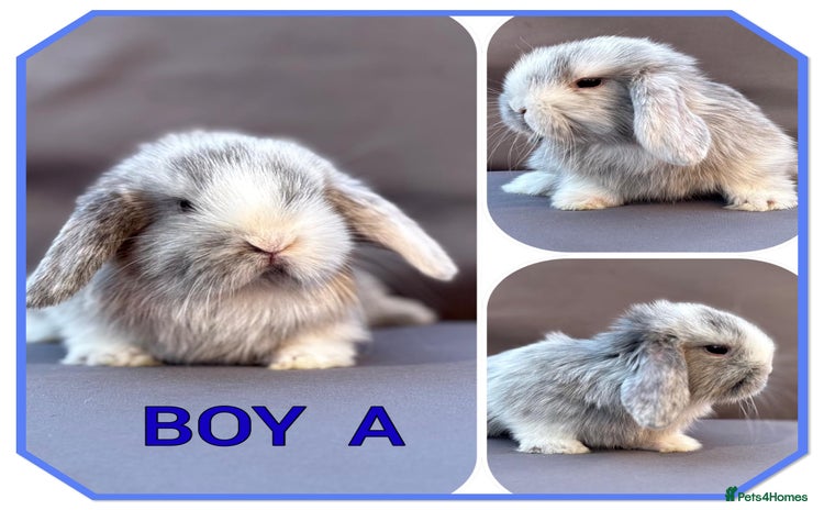 Mini Lop rabbits - Advert 14