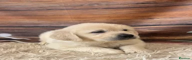 Golden Retriever 4