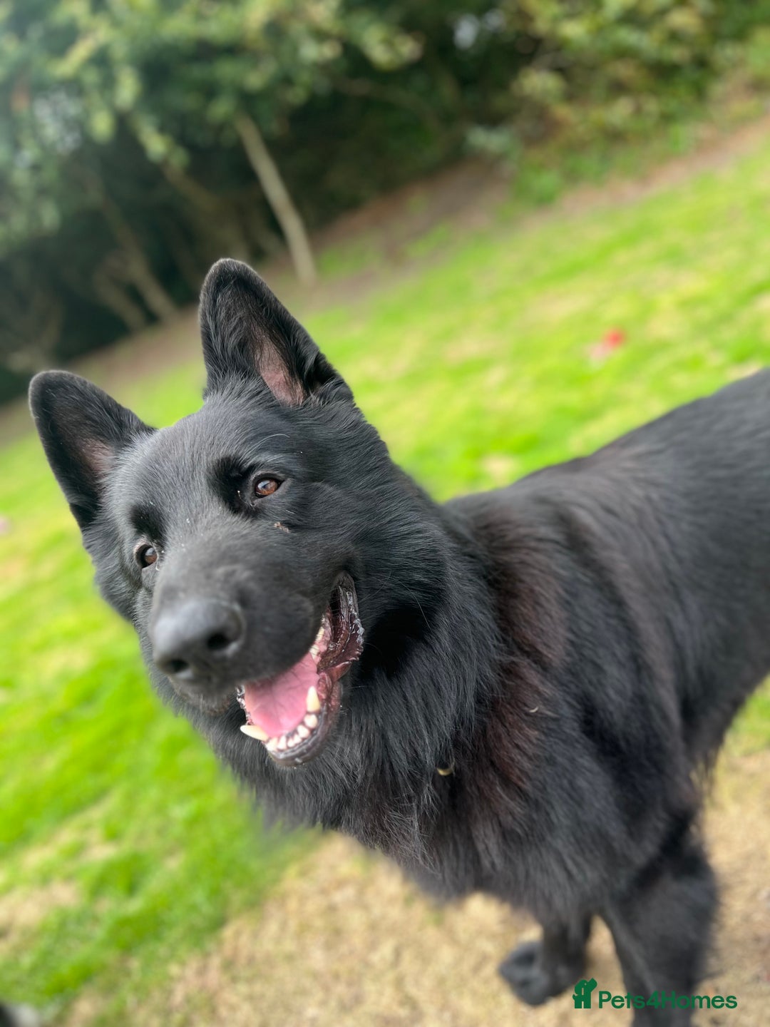 German Shepherd dogs for sale: Black German shepherd  - Advert 9