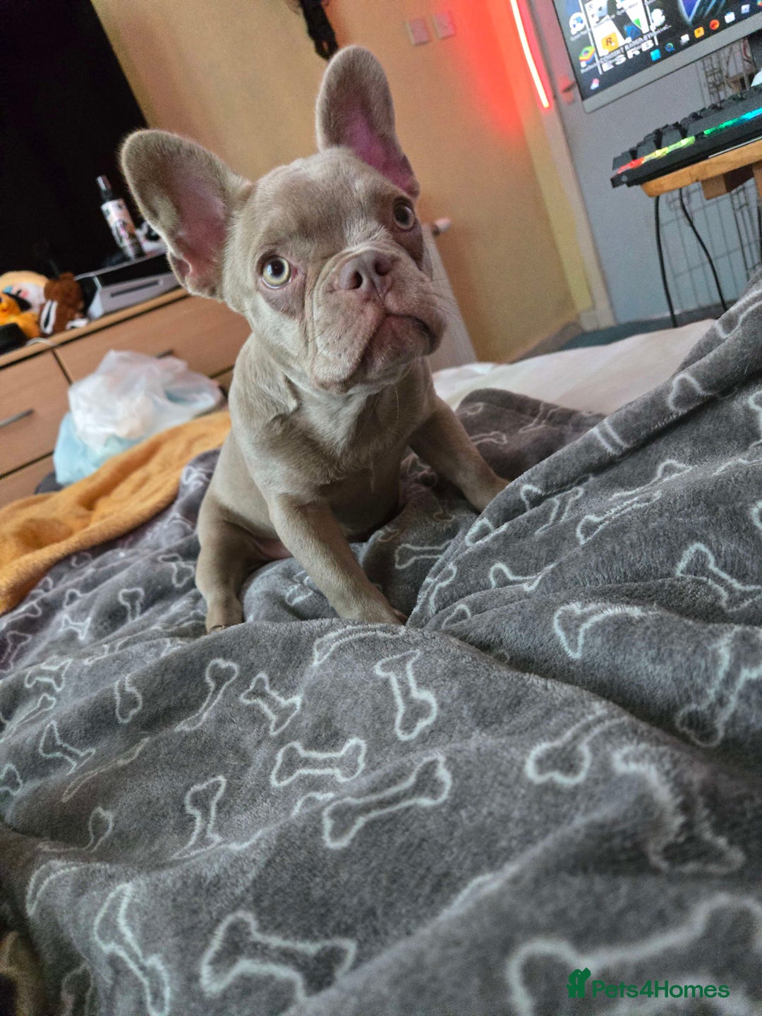 French Bulldog dogs for sale: 7 month Female French Bulldog  - Image 5