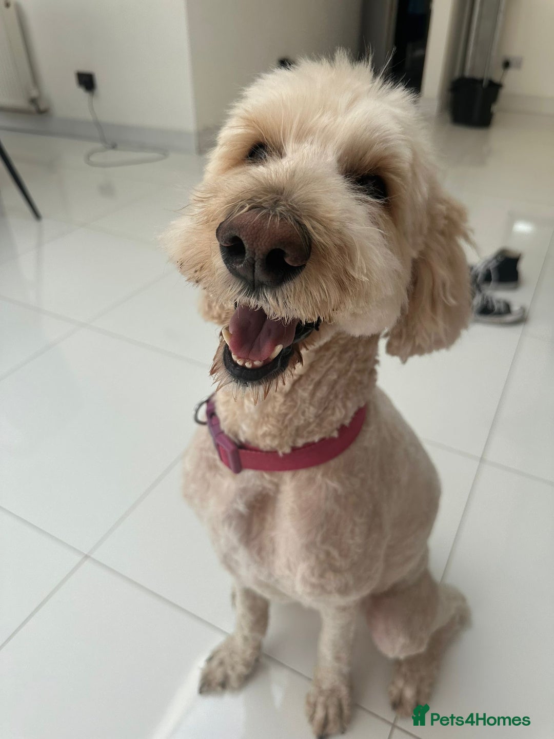 Goldendoodle dogs for sale: Amazing Beautiful Goldendoodle girl - Advert 1