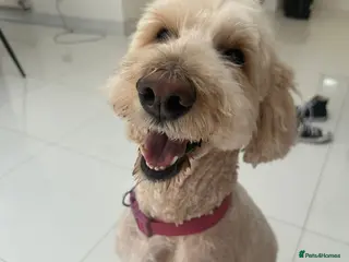 Goldendoodle dogs Amazing Beautiful Goldendoodle girl - Advert 1