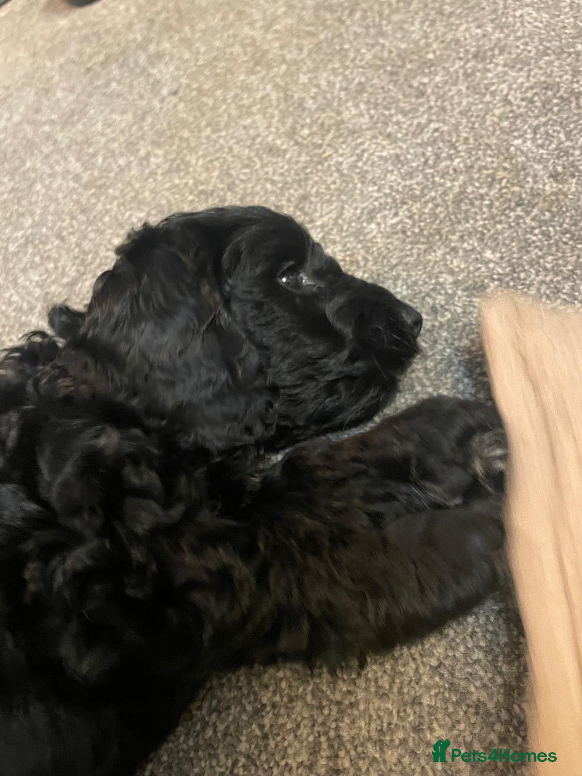 Cockapoo dogs 🐾 last girl left F2 Cockapoo Puppies 🐾 - Advert 2