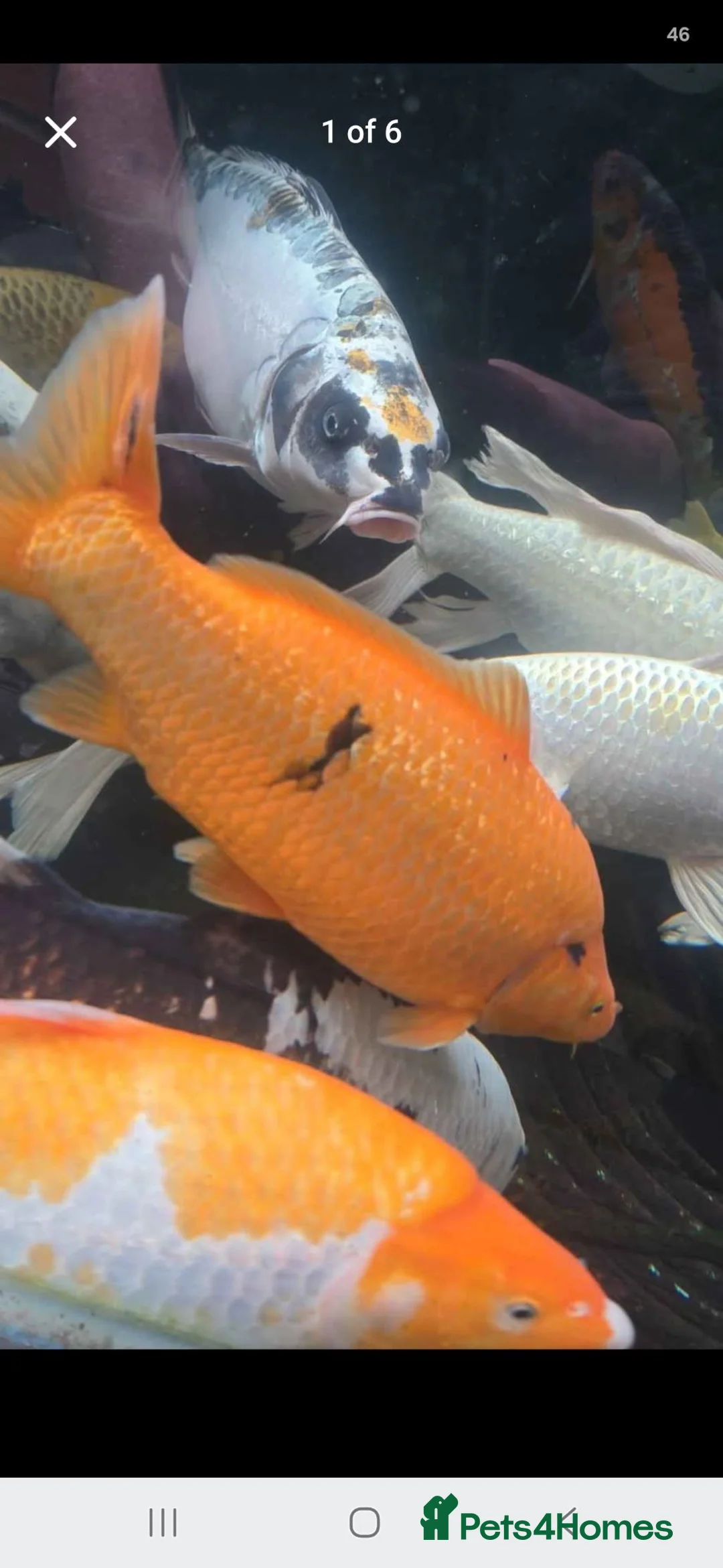 Koi Carp fish for sale: Koi carp x6 in Thornton-Cleveleys - Advert 2