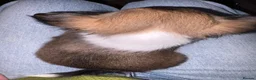 Chihuahua dogs for sale: Long coat chihuahuas  - Advert 17