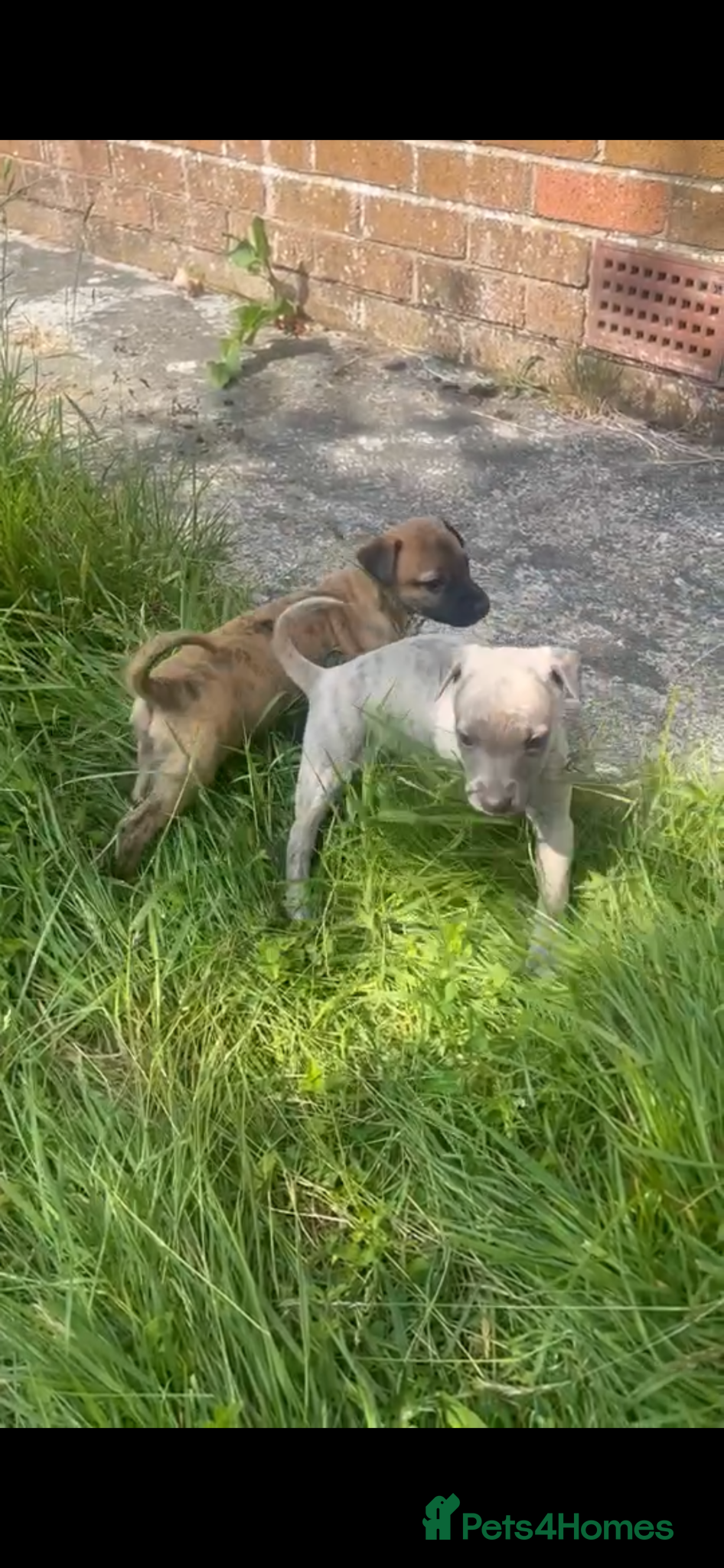 Whippet dogs for sale: Whippet puppies - Advert 2