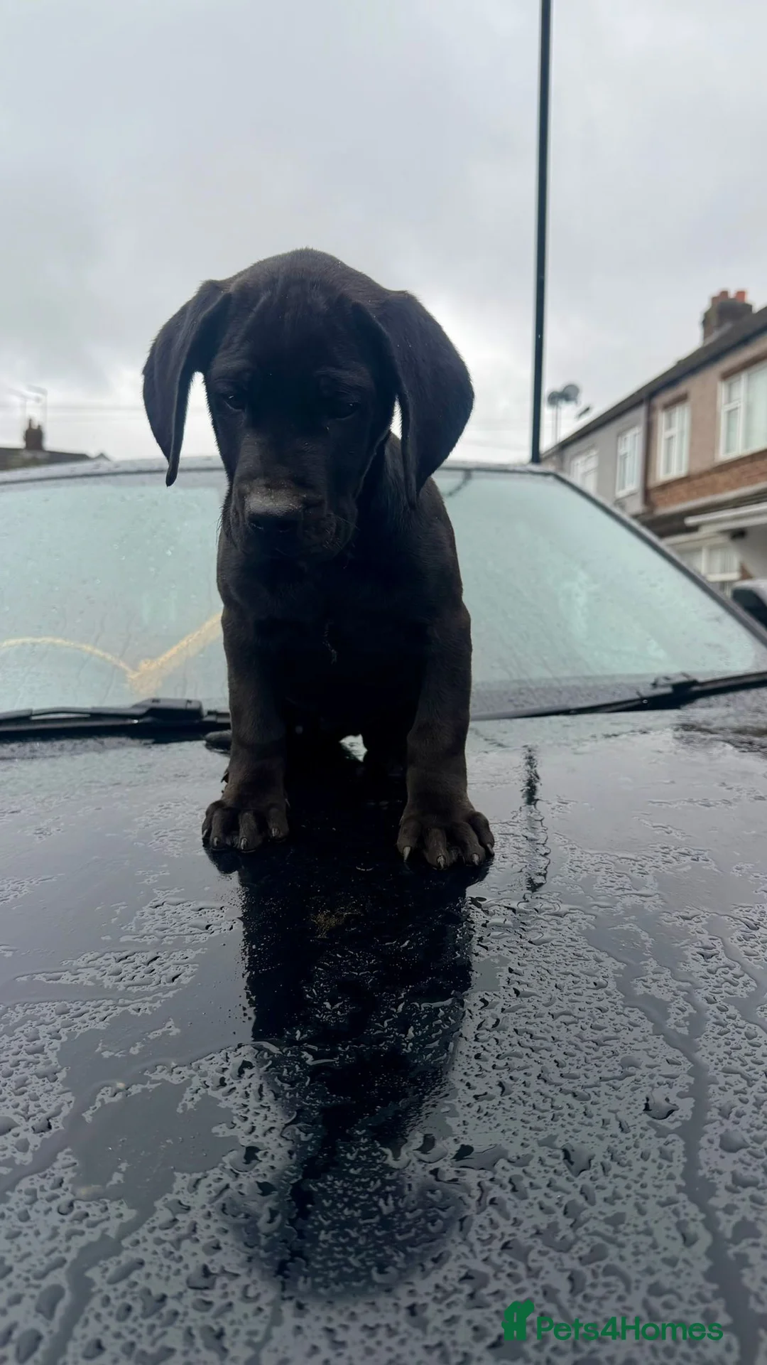 Cane Corso dogs for sale: 10 WEEKS OLD ICCF FEMALE CANE CORSO  in Coventry - Advert 5