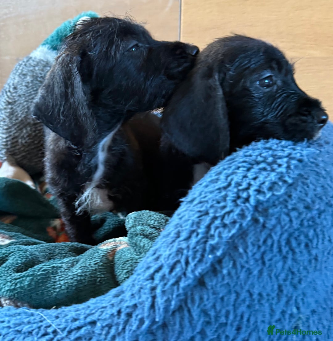 Mixed Breed dogs for sale: 🐾❤️ dachshund x Jack Russell puppies ❤️🐾 - Advert 4