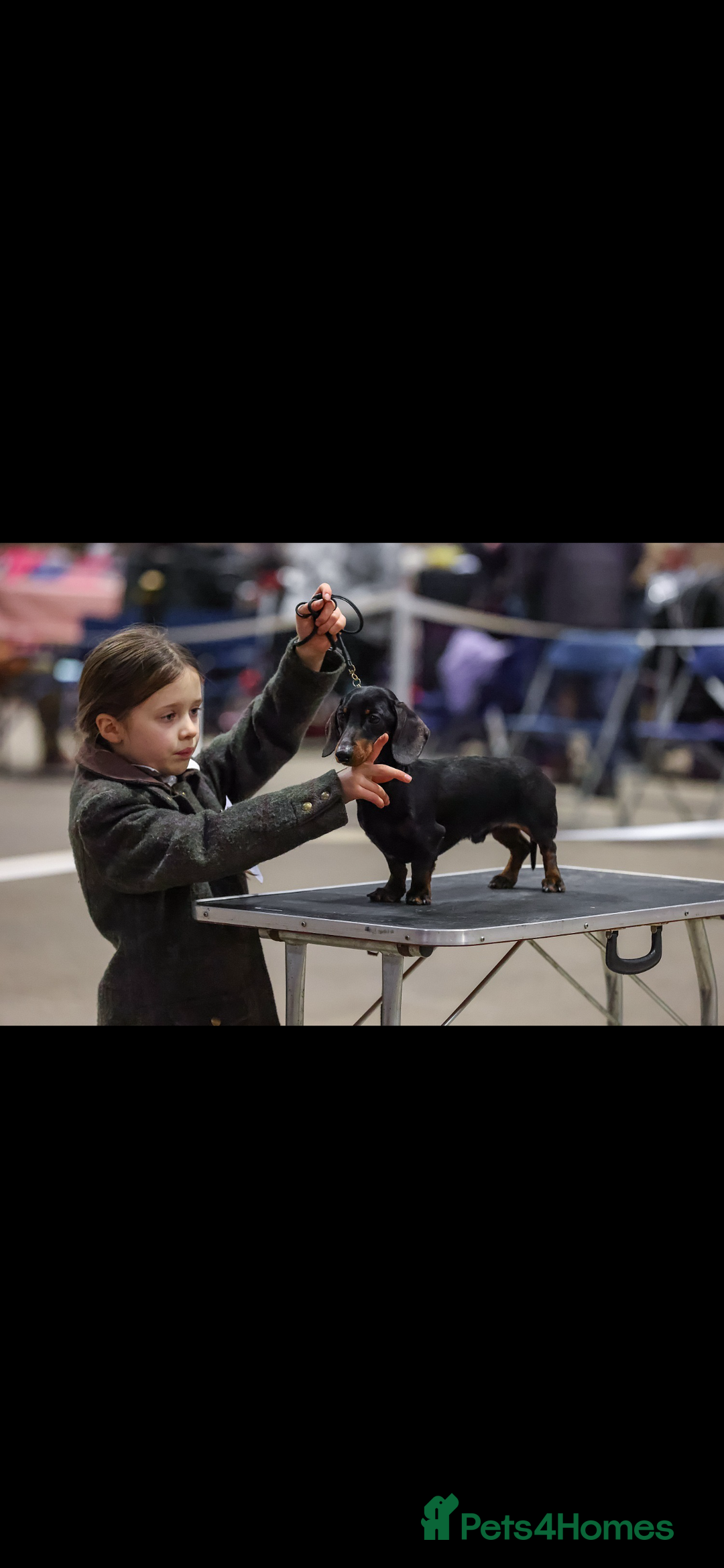 Miniature Dachshund dogs for sale: Show Quality IVDD screened KC Reg Mini Smooths  - Advert 7