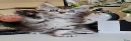 Maine Coon cats for sale: GCCF REGISTERED MAINE COON KITTENS - Advert 3