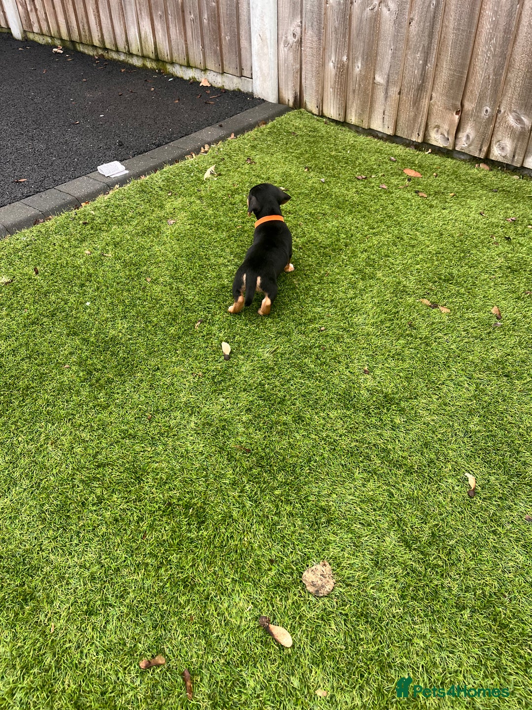Mixed Breed dogs for sale: 5 beautiful jackshund puppies for sale - Advert 12