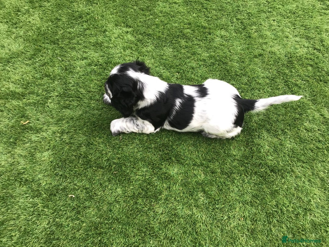 Cocker Spaniel dogs for sale: Show cocker pups  K.C. Reg. AMS. PRA. And FN clear - Image 5