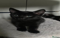 Domestic Shorthair cats for sale: Kittens need loving homes ❤️ - Image 3