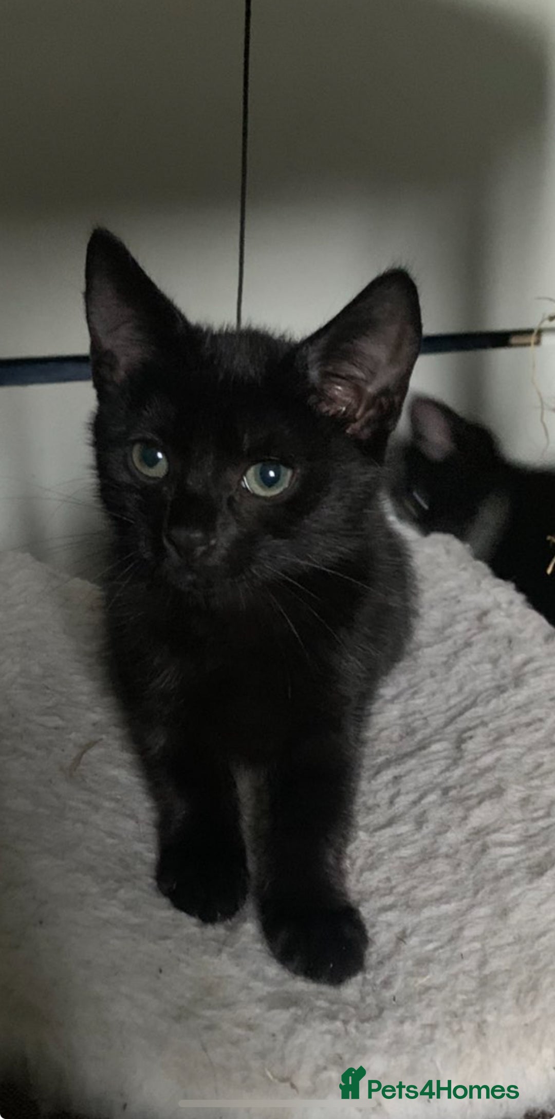 Domestic Shorthair cats for sale: Kittens need loving homes ❤️ - Image 3