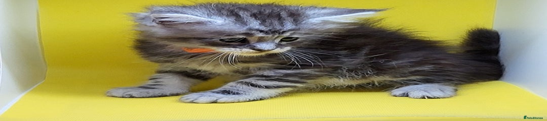 Maine Coon Kitten 6
