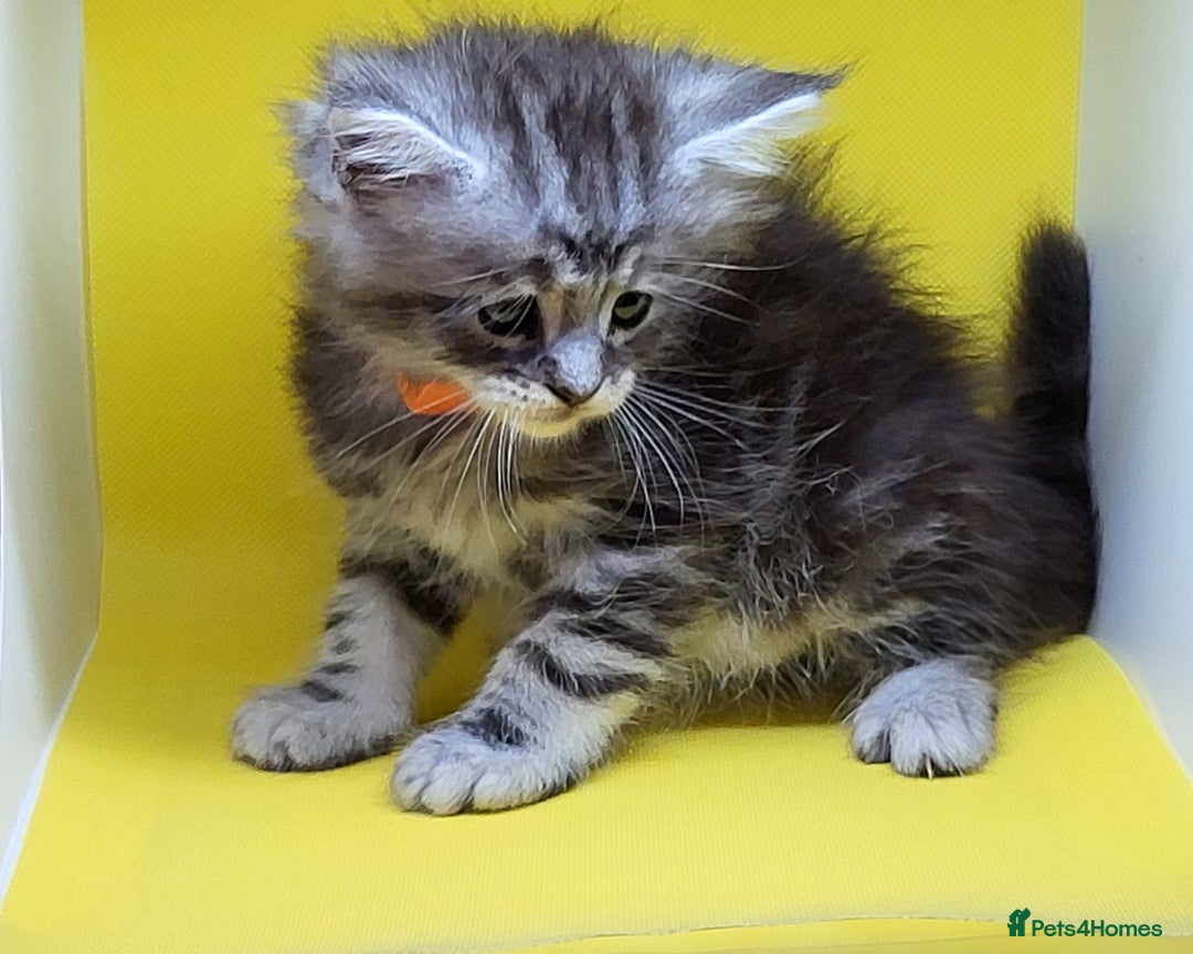 Maine Coon cats for sale: Ready Now Maine Coon kittens - Image 20
