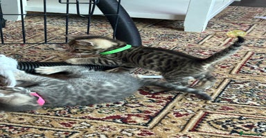 Bengal cats - Advert 3