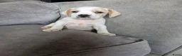 Mixed Breed dogs for sale: Cockapoo x labradoodle puppies  - Advert 2
