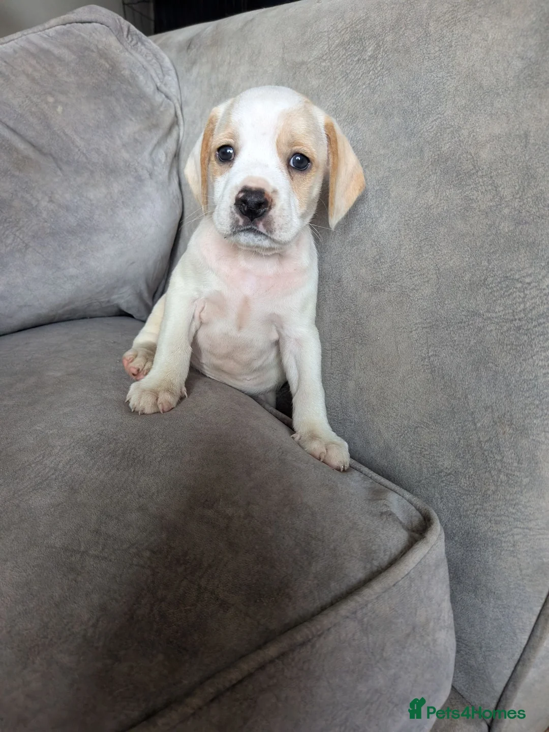 Mixed Breed dogs for sale: Cockapoo x labradoodle puppies  - Advert 2