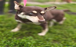 Mixed Breed dogs for adoption: 💖🐶 AZARA 🐶💖 - Image 6