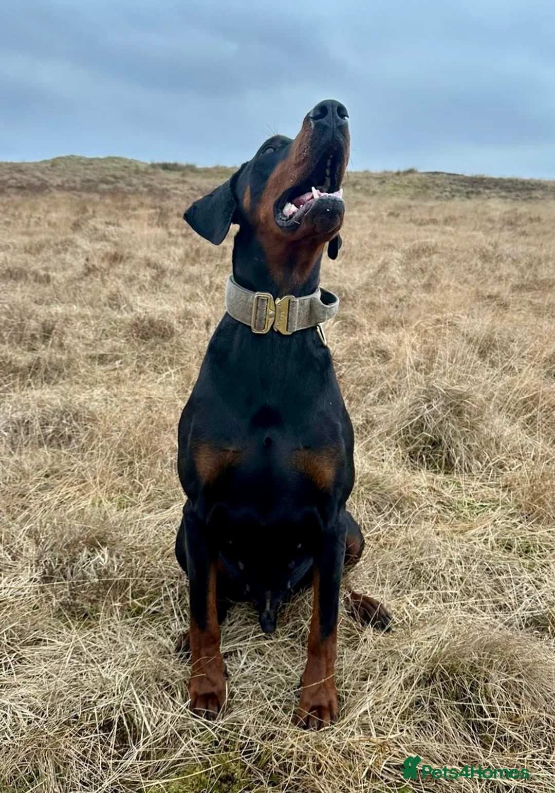 Dobermann dogs for stud: KC Health & Heart tested stud in Burnley - Advert 4