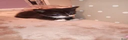 Mixed Breed cats for sale: Tabby, all black and black and white kittens   - Advert 7