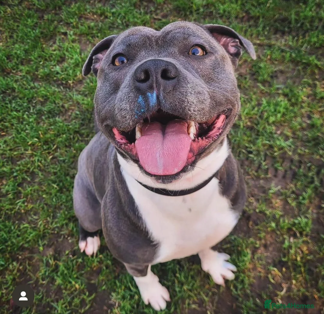 Staffordshire Bull Terrier dogs for stud: Geministaffs Socks KC stud in Halifax - Advert 9