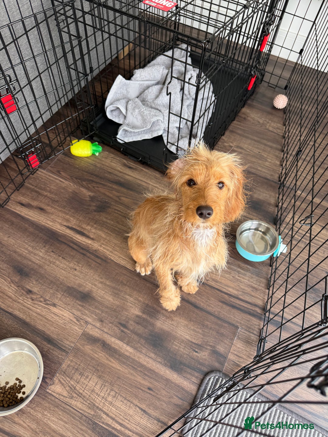 Cockapoo dogs for sale: 10-Month-Old F1B Cockapoo – Loving Home Wanted - Advert 6