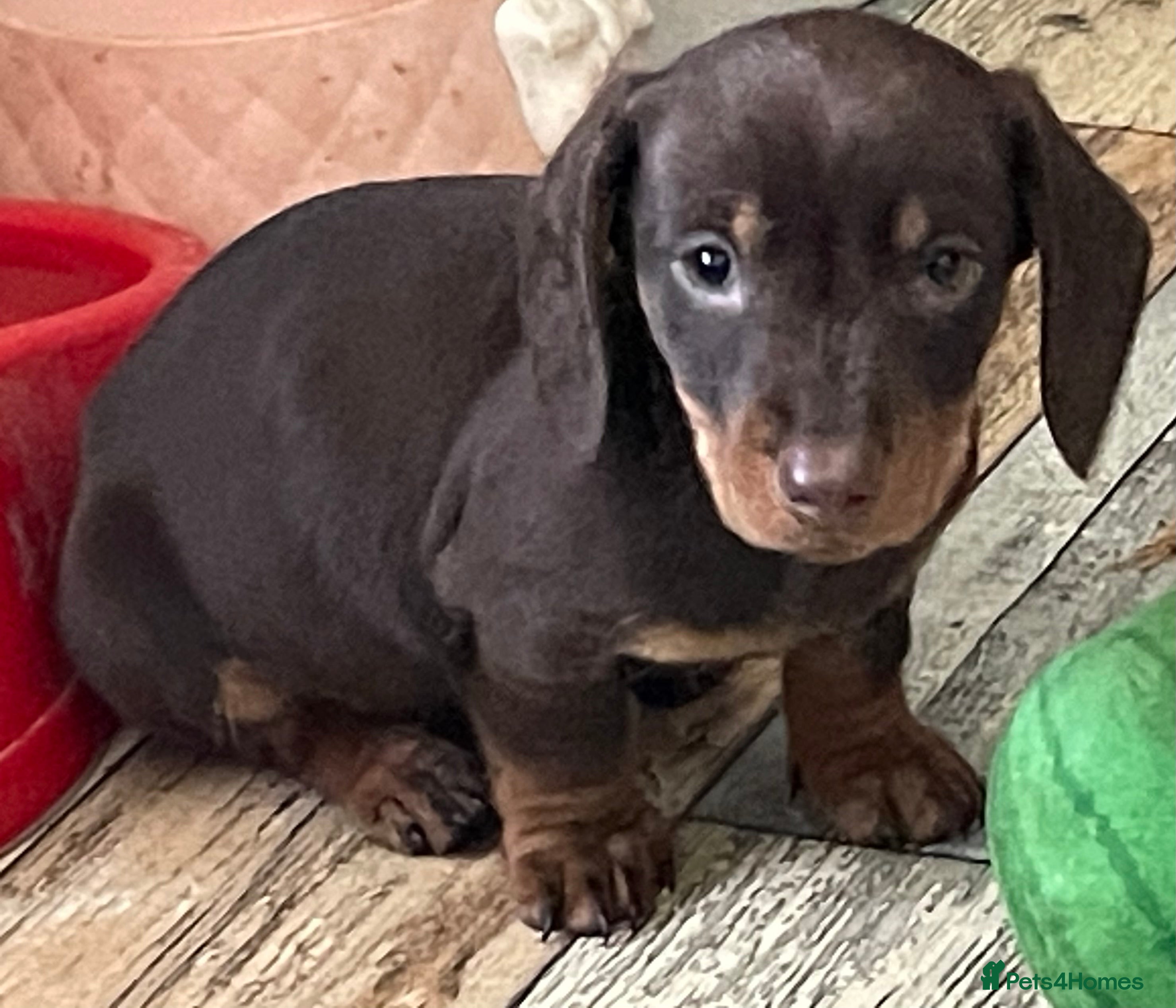 Dachshund dogs Mini daschund pups  - Advert 2