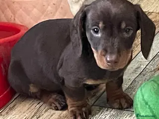 Dachshund dogs Mini daschund pups - Advert 2