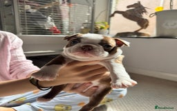Boston Terrier dogs for sale: Boston Terrier Pups  - Image 10