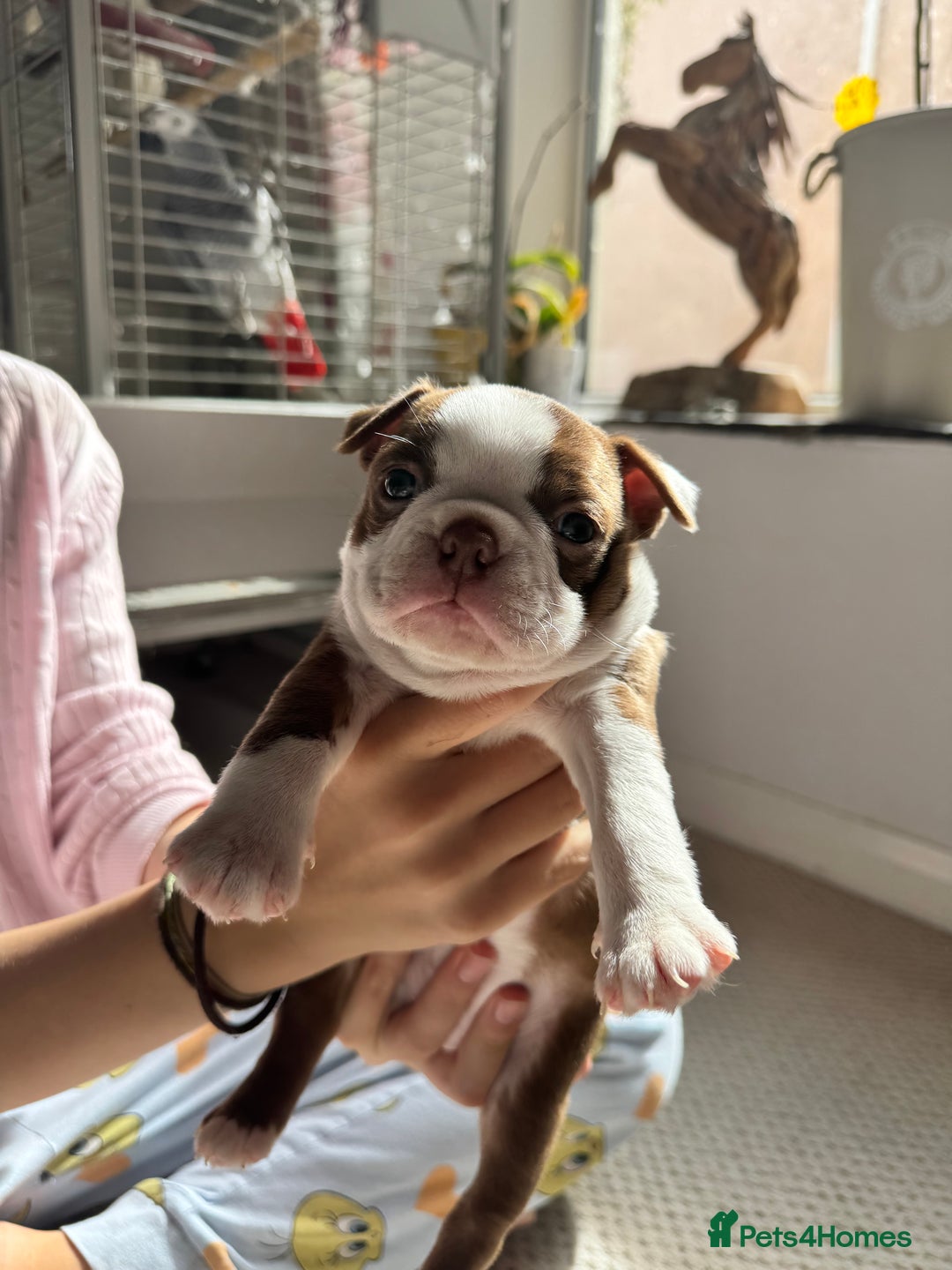 Boston Terrier dogs for sale: Boston Terrier Pups  - Image 10