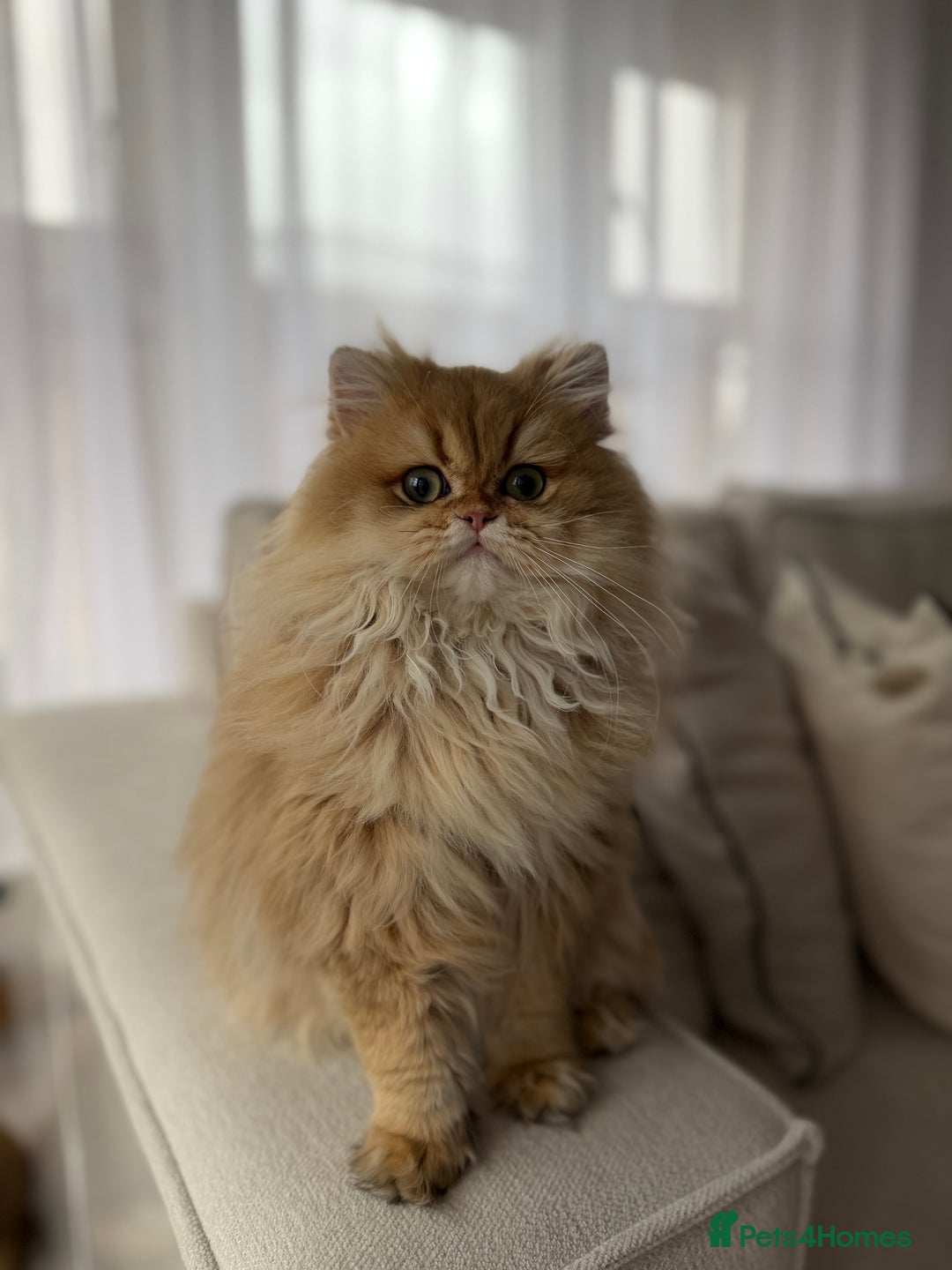 British Longhair cats for sale: Amazing British Longhair Golden kitten - Advert 6
