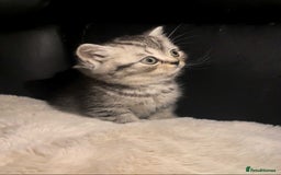 British Shorthair cats for sale: Beautiful bsh kittens looking for forever homes  - Image 19