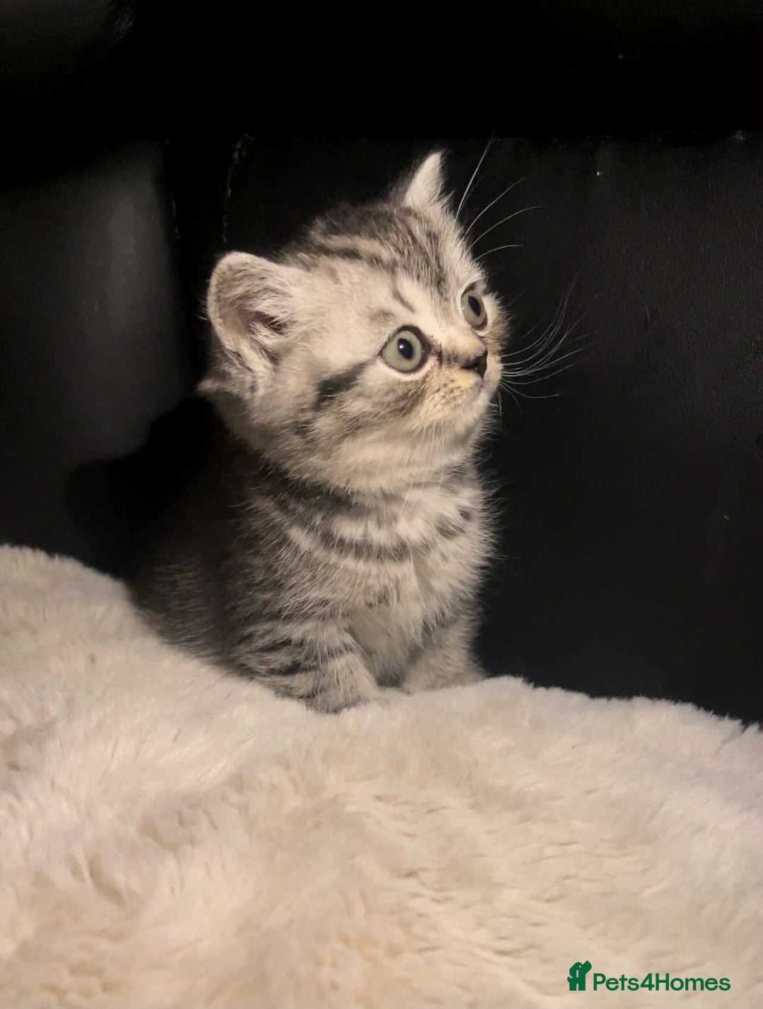 British Shorthair cats for sale: Beautiful bsh kittens looking for forever homes  - Image 19