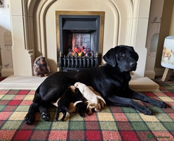 Labrador Retriever dogs Stunning KC reg pups - health tested &many FTCH/Ws - Advert 3