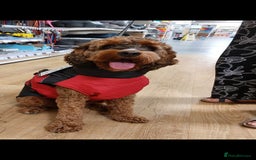 Cockapoo dogs for stud: Handsome Cockapoo for stud - Image 4