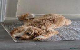 Cockapoo dogs for sale: 7 month old Benson  - Advert 6