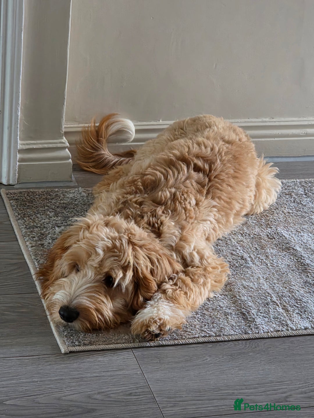 Cockapoo dogs for sale: 7 month old Benson  - Advert 6