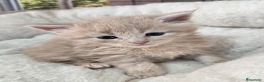 Maine Coon 7 Fi Fee