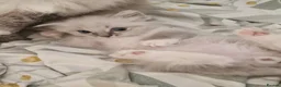 Ragdoll cats for sale: GCCF RAGDOLLS - Advert 4