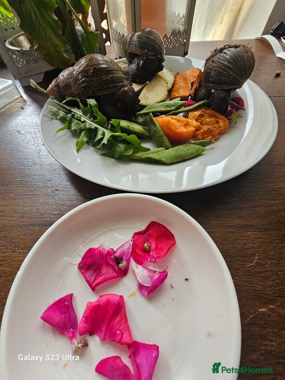 Snails invertebrates for sale: Baby giant African land snails.  - Image 4