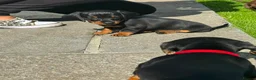 Miniature Dachshund dogs for sale: Gorgeous KC reg miniature dachshund puppies  - Advert 7