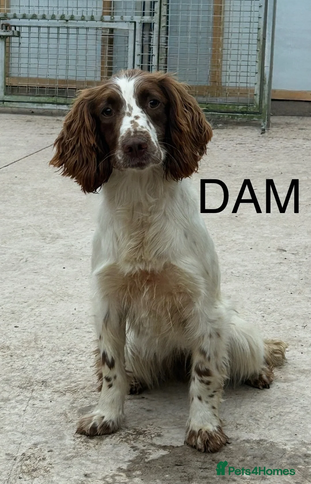 English Springer Spaniel dogs for sale: Well bred Springer Spaniel puppies  - Advert 11