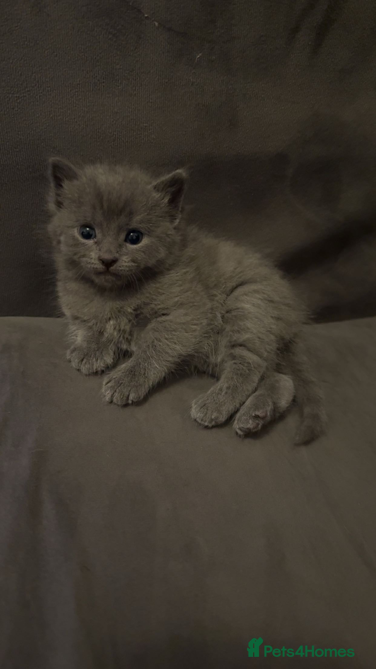 Mixed Breed cats 2 KITTENS STILL LEFT - Advert 7