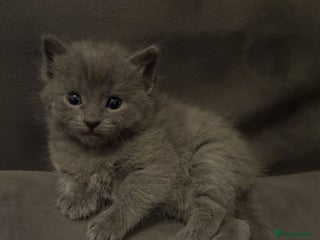 Mixed Breed cats 2 KITTENS STILL LEFT - Advert 7