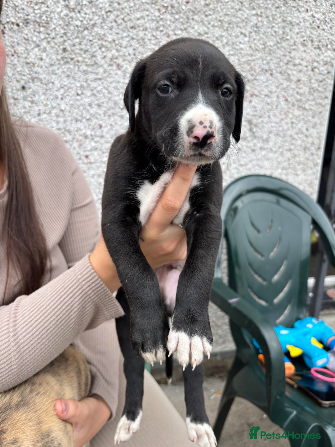 Lurcher dogs for sale: Bull X pups!  - Image 11