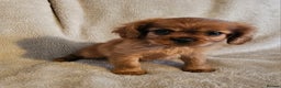Cavalier King Charles Spaniel dogs for sale: Cavalier King Charles Spaniel Puppy  - Advert 3