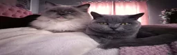 British Shorthair cats for sale: Saffron - Advert 2