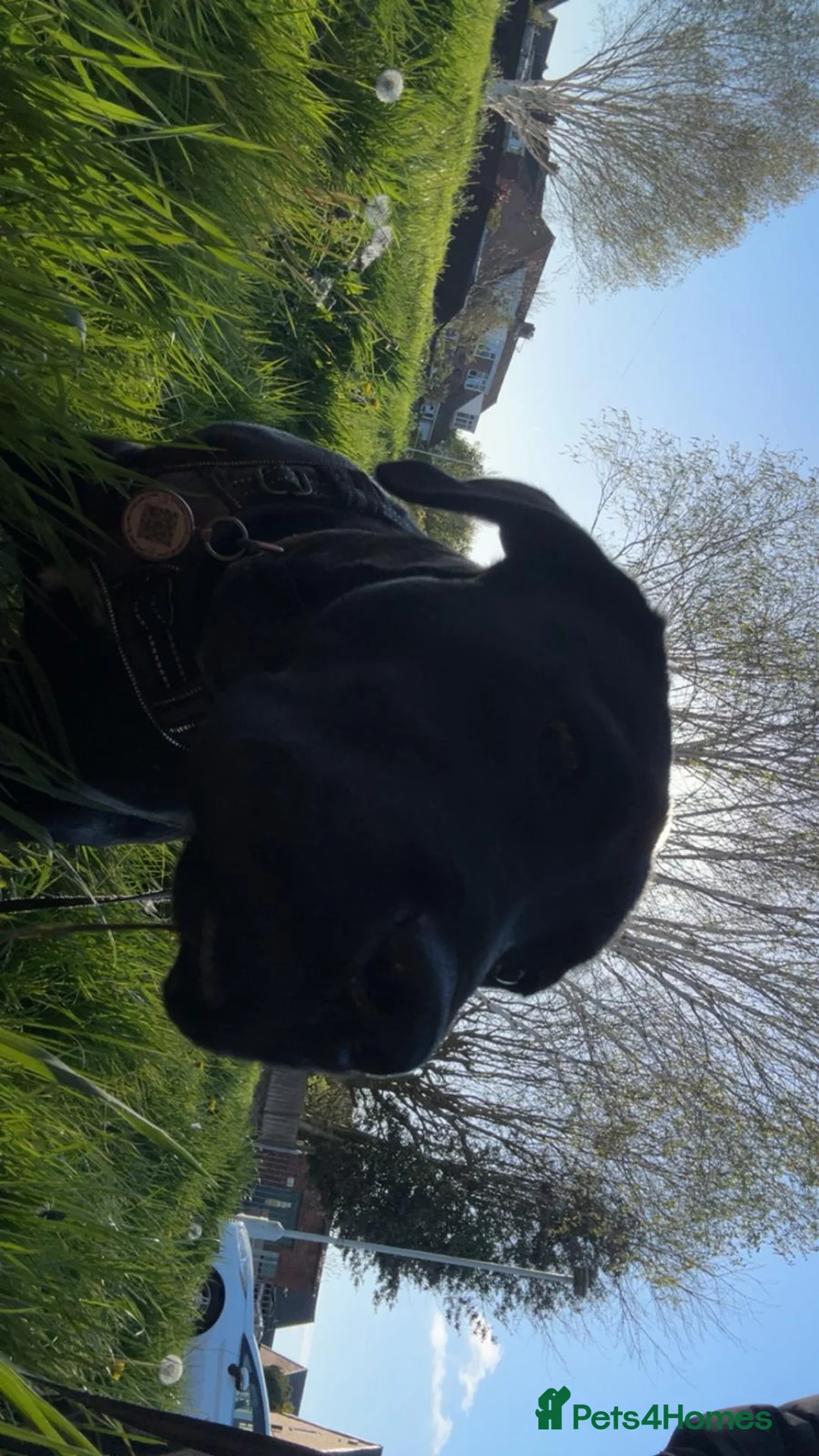 Mixed Breed dogs for sale: 7 month old Vinny in Liverpool - Advert 3